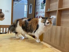 -是阿柴呀！柴犬咖啡·爱喵喵猫咖