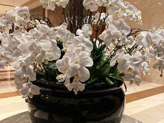 -视界美食自助餐厅·石家庄希尔顿酒店