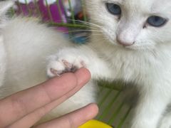 -中环花鸟鱼虫市场