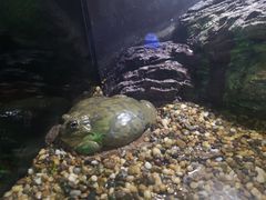 -暹罗海洋世界