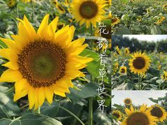 -广东花都香草世界旅游度假区