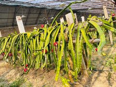 -呀路古热带植物园
