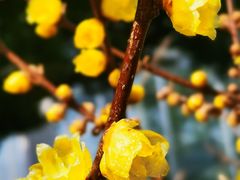 -国家植物园南园