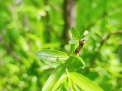 -西湖风景区-江洋畈生态公园