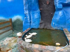 -栾川竹海野生动物园