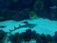 -迪拜水族馆及水下动物园