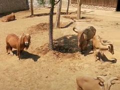 -石家庄市动物园