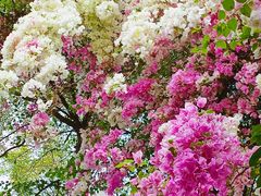 -深圳国际园林花卉博览园