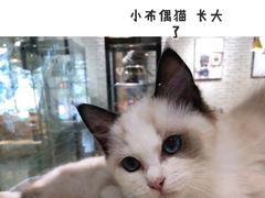 -藏猫猫咖啡主题馆(中央大道店)
