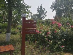 景点-成都大熊猫繁育研究基地