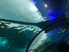 -瑞普利水族馆