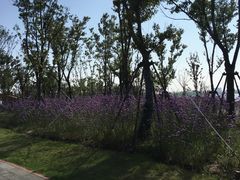 -春花秋色城市公园