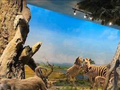 -国家自然博物馆