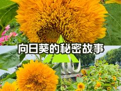 -太阳宫公园
