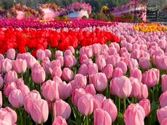 -荷兰花海