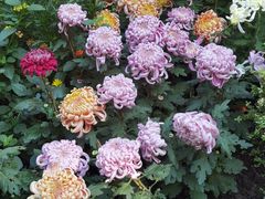 -上海共青森林公园