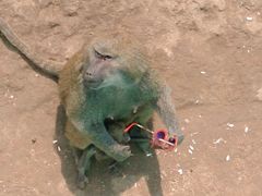 -西霞口神雕山野生动物世界