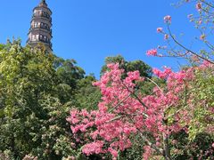 -顺峰山公园