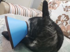 -菲丽丝宠物医院·24小时·猫科中心·免疫点(淮海分院)