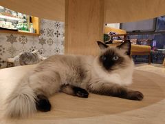 -猫小主咖啡·猫咖cat cafe(福田店)