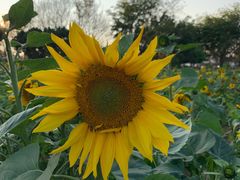 -松山湖梦幻百花洲