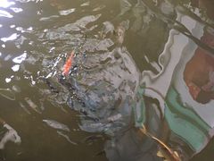 景观位-鹅城
