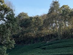-午潮山国家森林公园