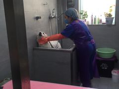 -宠福鑫康馨动物医院·骨科·眼科
