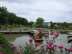-鹅湖玫瑰文化园