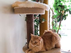 -藏猫猫咖啡主题馆(中央大道店)