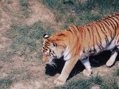 -青藏高原野生动物园