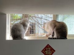 -李小姐の猫咖啡馆(五角场店)