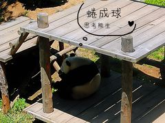 -大连森林动物园