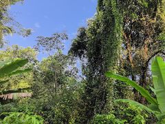 -武吉知马自然保护区