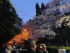 -武汉大学-樱园