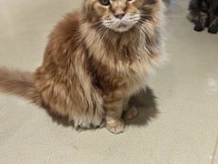 -藏猫猫咖啡主题馆(中央大道店)