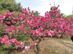 -国家植物园