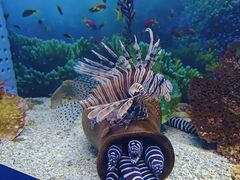 -芜湖新华联大白鲸海洋公园