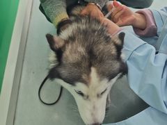 -汪喵宠物医院·骨科心脏影像·犬猫急重症ICU诊疗中心(成华分院)