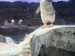 -新加坡飞禽公园