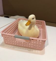 -Moni星球萌宠·小马宝莉·灵蛇·高端高阶全萌宠互动体验俱乐部(红豆国际广场店)