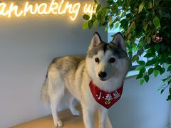 -Husky Go! 哈士奇体验馆·宠物咖啡厅狗咖