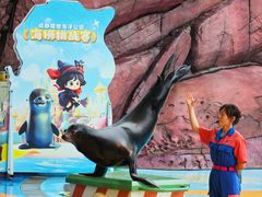 -海合安成都极地海洋公园