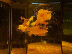 -欢乐海岸海洋奇梦馆
