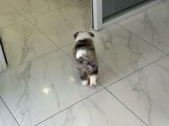 -艾吉宠物医院·疑难杂症转诊中心·猫友好(碧江路院)