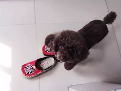 -小叮当动物医院·骨科·眼科