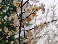 -无锡梅园公园
