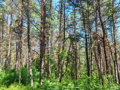 -帽儿山国家森林公园