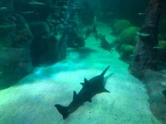 -悉尼海洋生物水族馆