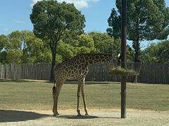 -上海野生动物园老虎餐厅